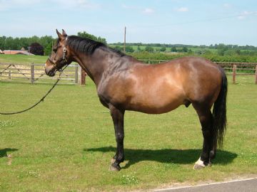 ILPH Treiddon Colby (Colin)
