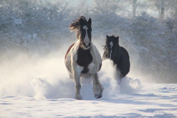 In a flurry