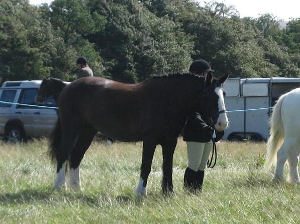 Inhand in young handler