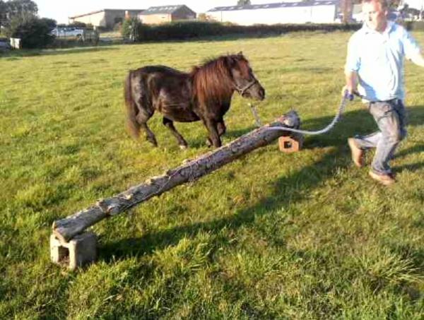 inhand jumping cross country style...