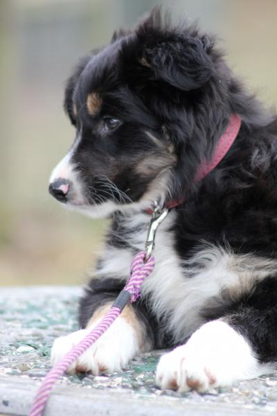 j30THjULY2010puppy 055