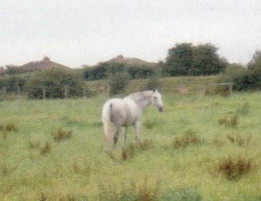 Jadie, my first horse.. a 15.2hh hanoxthoroughbred