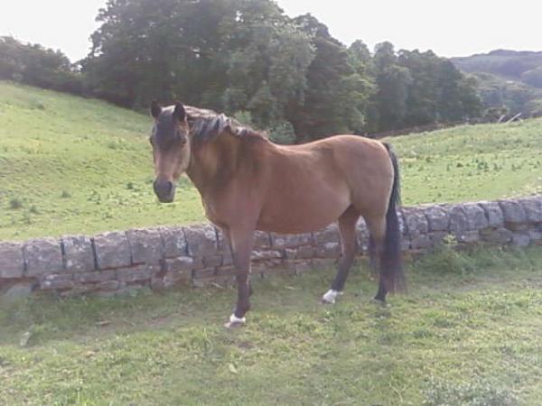 Jazmine in the field.