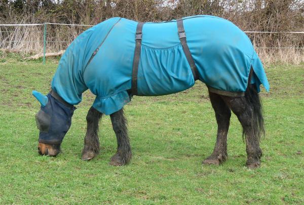 Jess in her Cornerstone browbands sweet itch rug