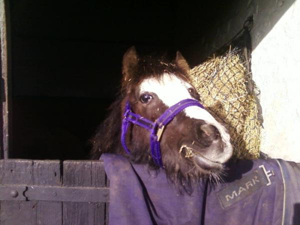 last day in his old home, he can see over his new stable door!