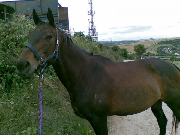 Laura-My TB Golden Oldie @ 23 years young. Brain of a 4 y.o!
Died November 2009, after an accident in the field :(