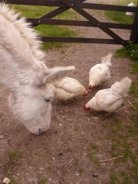 Laurie and hens