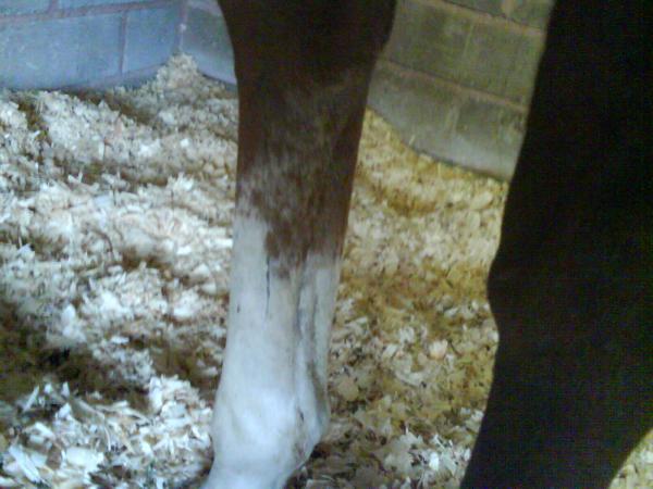 leg for colour thraed