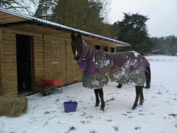 Loulou in the Feb 2009 snow.