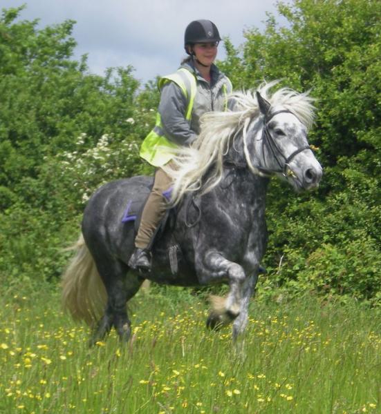 Lunan (grey fell pony gelding)
