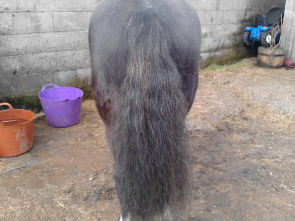 Lush tail :)