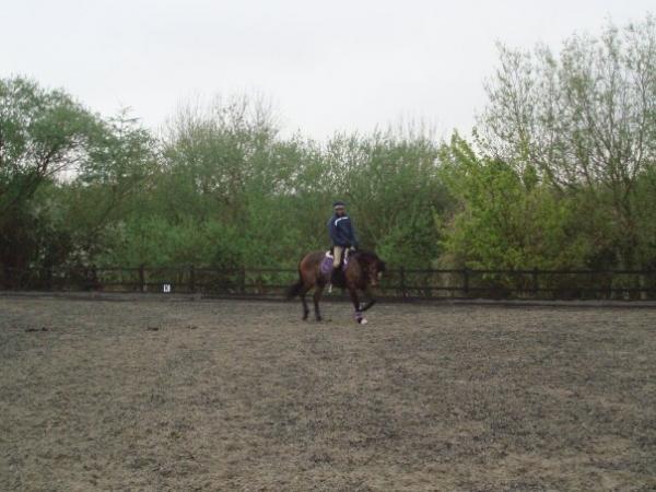mark todd on bella