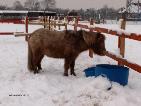 Matti, the little monkey