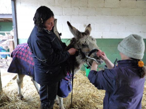 Me, Charlotte donkey and Anne, the vet, today.  Gem had her teeth rasped too and blood tests to check her liver function.