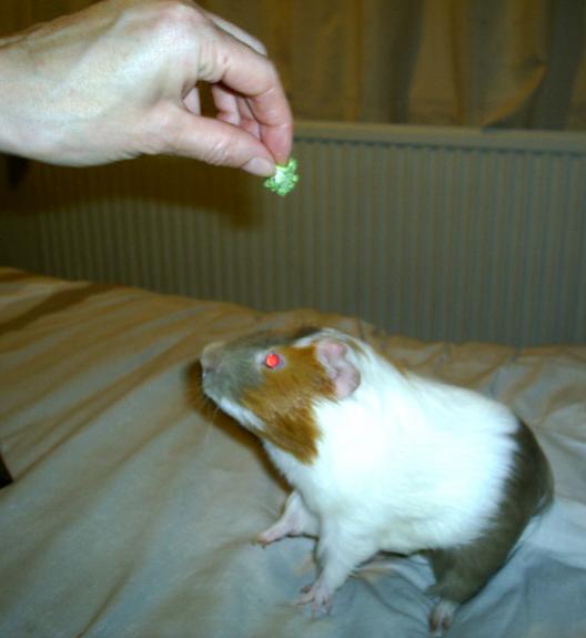 meet Biscuit, my latest edition, to the harem;)