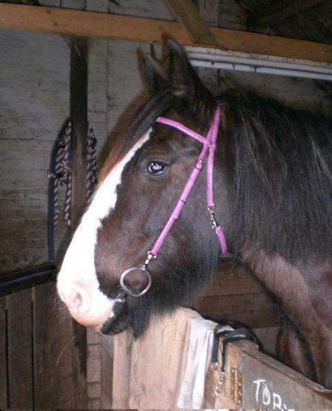 Modelling her new bridle