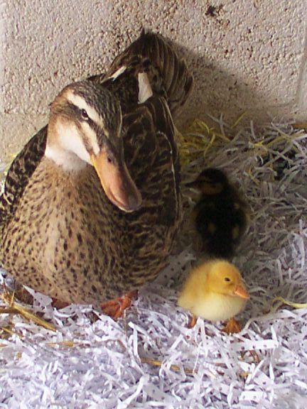 Mother duck