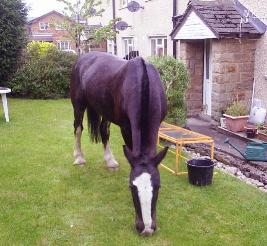 Mowing the lawn!