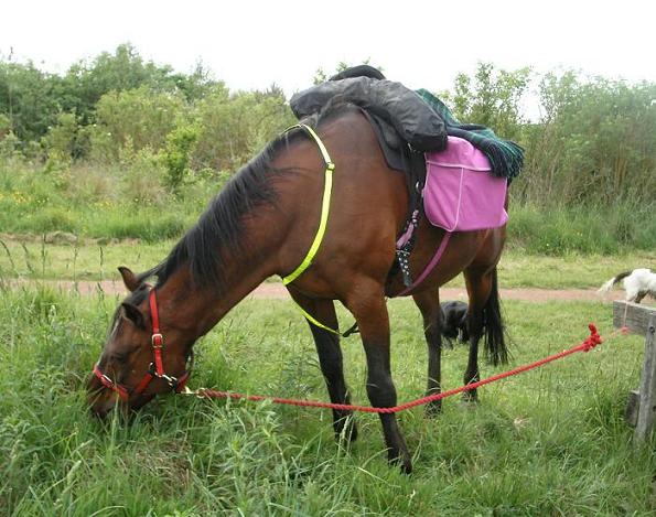 Must stock up for being a pack pony. It's a hard life.
