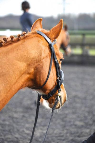 My lovely Ginger pony