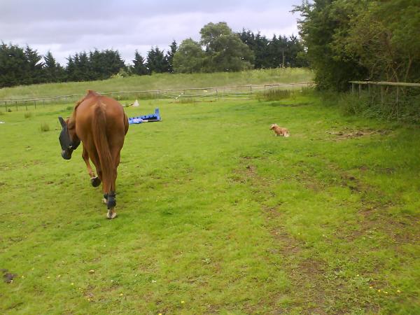 Noo and 'lil pig going for a wonder (there is a dachsund running around in this pic she's just small)