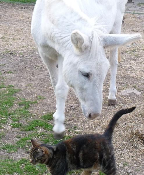Noooooo Laurie, don't you dare bite Rosies' tail
