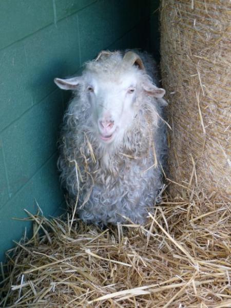 Oh Molly, come on out of there and say hello