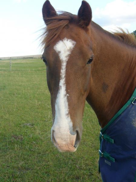 One of the girls we share a field with!