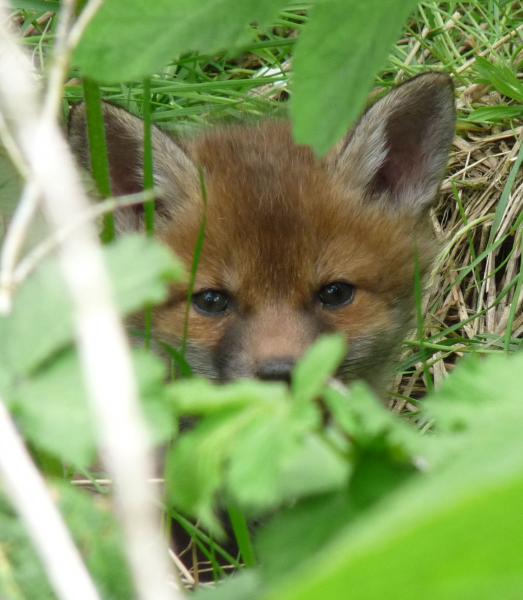 One of three fox cubs. I managed to get a few photos :)  They have moved into the paddock right next to the stables and my chickens.