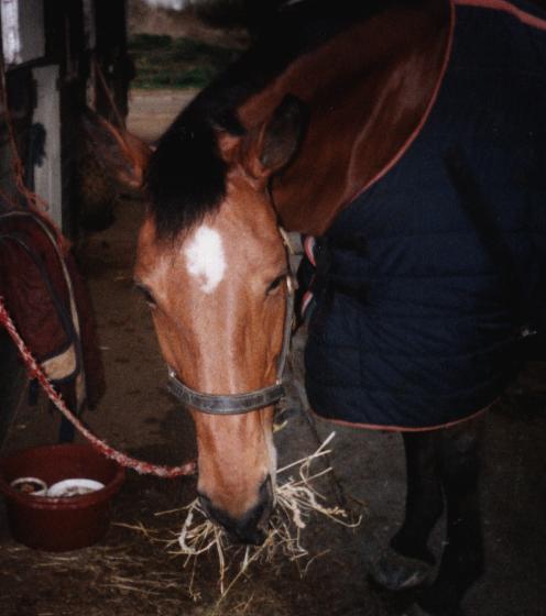 pascal in 1998