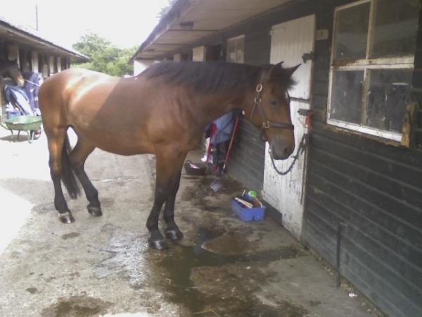 Pascal last summer after i had groomed her :)