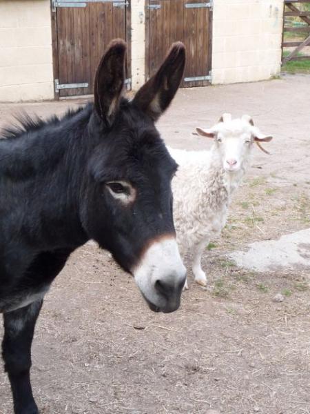Pedro and Molly