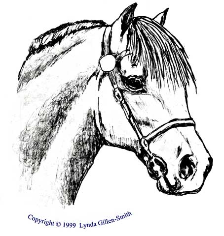 pony