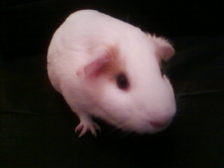 Poser 1