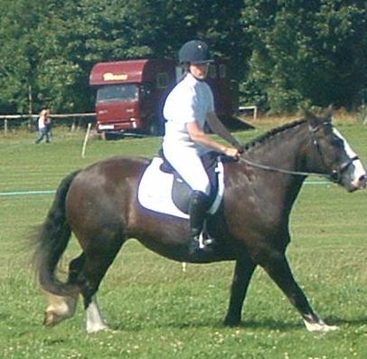 Proper show jumpers us.
