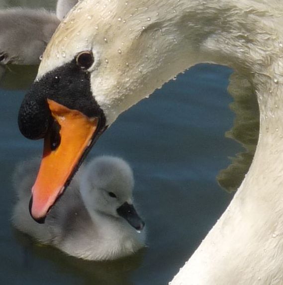 Proud daddy