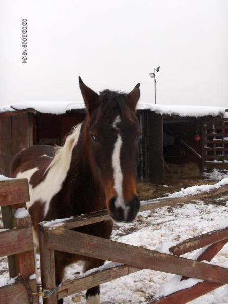 Pye, 4 year old for sale, sweet pony 13.2hh