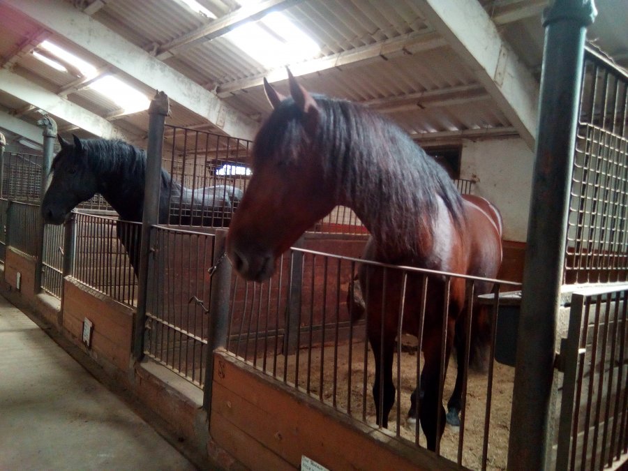 Ray and Max in their stalls