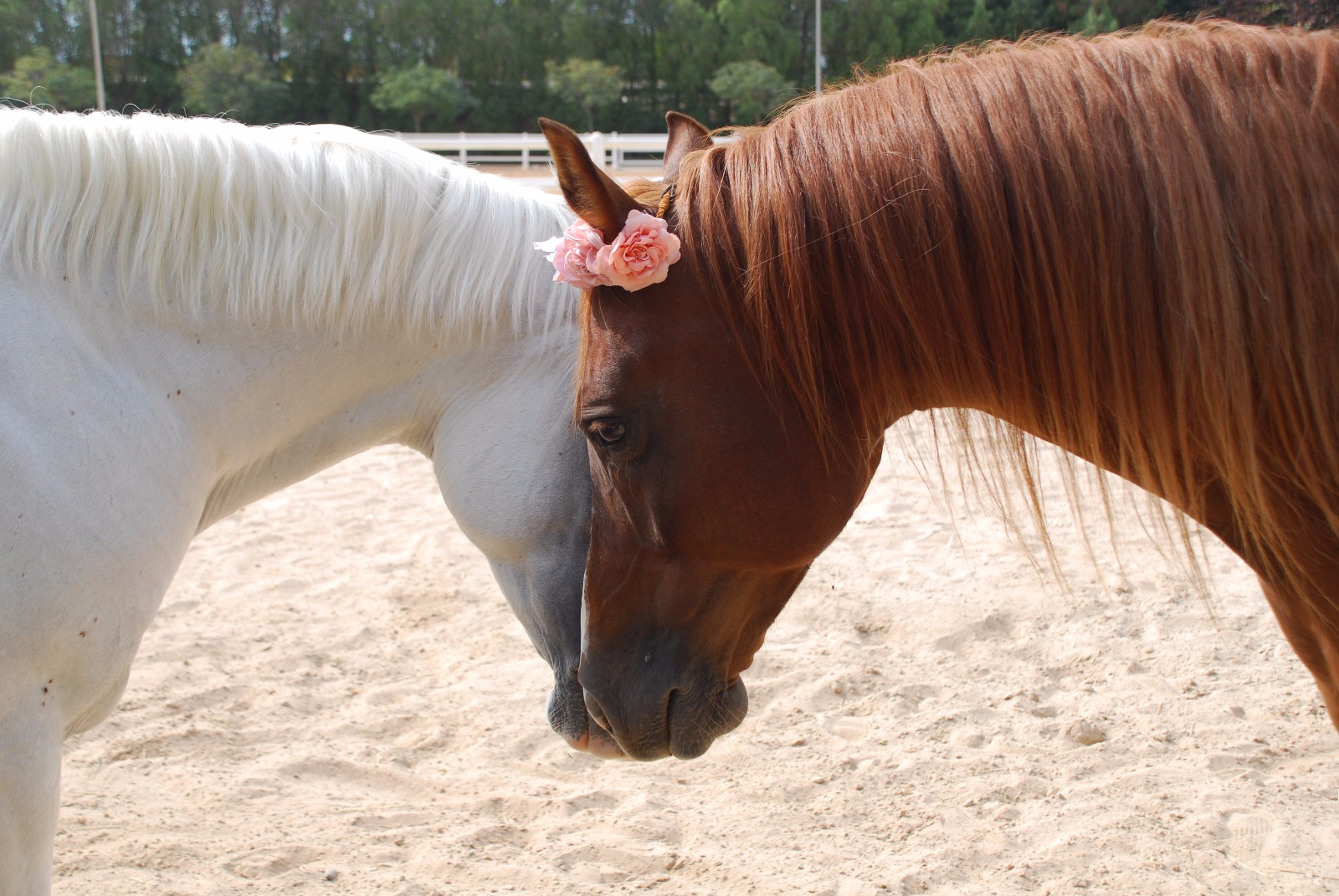 Rest in peace my boys,