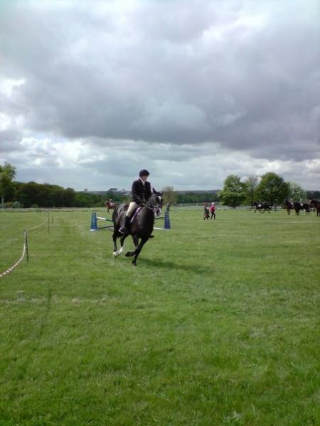 Riding Club Horse
