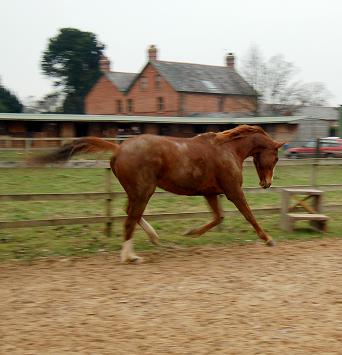 Riley Roo