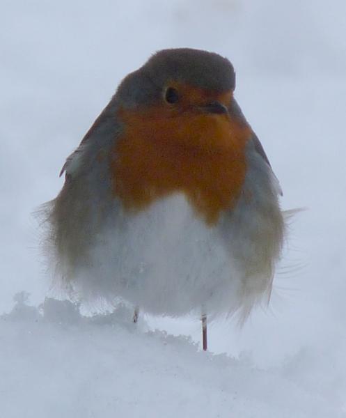 robin1