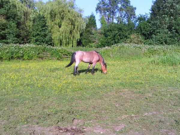 Rosie grazing