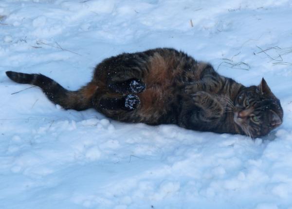 Rosie rolling in the snow