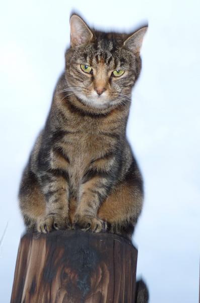 Rosie