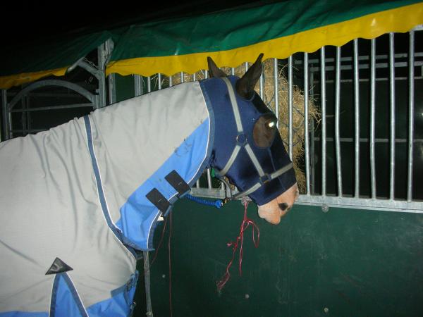 royal london show's midnight robber! 06'