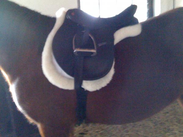 saddle 002