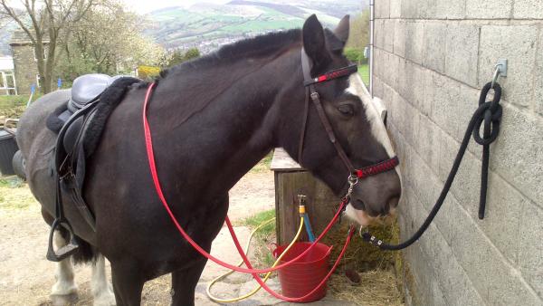 Scawbrig bridle on Shadow