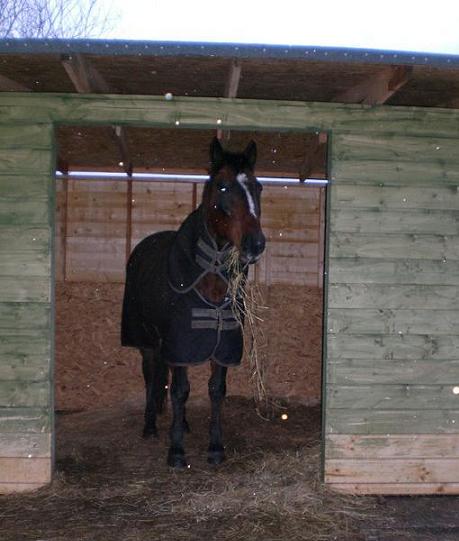 *scoffscoffmunchmunch* Stuffing as much hay in as possible, in his new field shelter