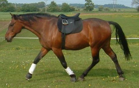 See, I CAN do dressage. Lost my bridle somewhere though.
